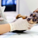Maladie intestinale inflammatoire chez le chien - MICI