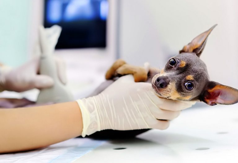 Maladie intestinale inflammatoire chez le chien – MICI