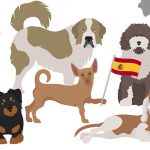 Principales associations espagnoles de défense des droits des animaux