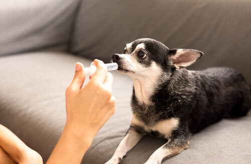 Tout ce que vous devez savoir sur les prébiotiques canins