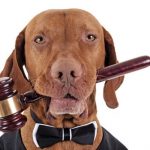 Protection juridique des animaux domestiques à Madrid