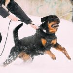 Attaque d'un chien potentiellement dangereux: responsabilité civile