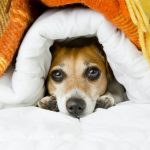 Connaître la température la plus agréable pour les chiens