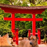 Noms des chiens en japonais et leur signification
