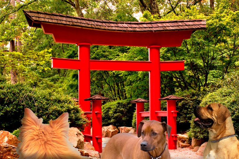 Noms des chiens en japonais et leur signification