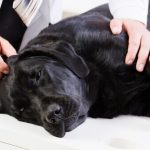 Cancer du colon chez le chien: causes et symptômes