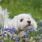 Allergies chez les chiens qui piquent des abeilles: que faire?