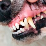 Causes de la stomatite chez le chien et traitement