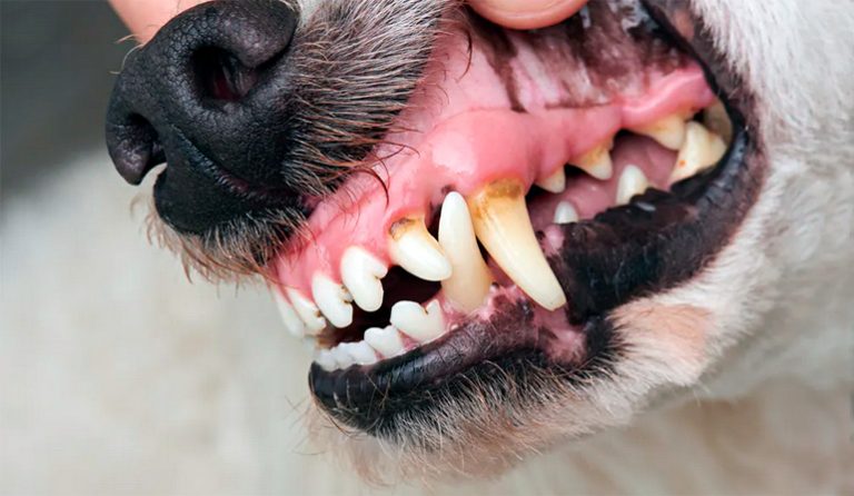 Causes de la stomatite chez le chien et traitement