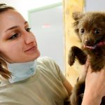 Types de séborrhée canine, symptômes et traitement