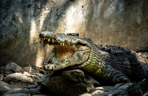 5 virus qui affectent les crocodiles