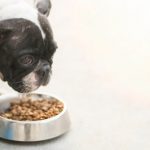 Maladies associées aux aliments pour chiens