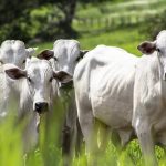 Actions en justice pour dommages causés par le bétail