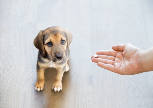 Pourquoi ne donneriez-vous jamais du paracétamol à votre chien?
