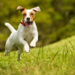 L'huile de foie de morue améliore le système cardiocirculatoire des chiens