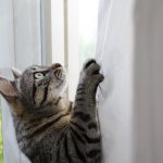 Pourquoi les chats sont-ils si agiles et flexibles?