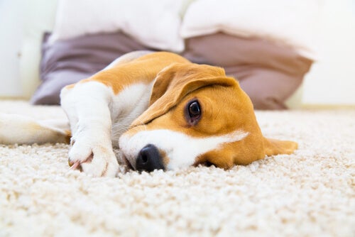 Hémangiosarcome chez le chien: causes et symptômes