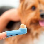 Comment nettoyer les dents d'un chien? Nous t'enseignons!