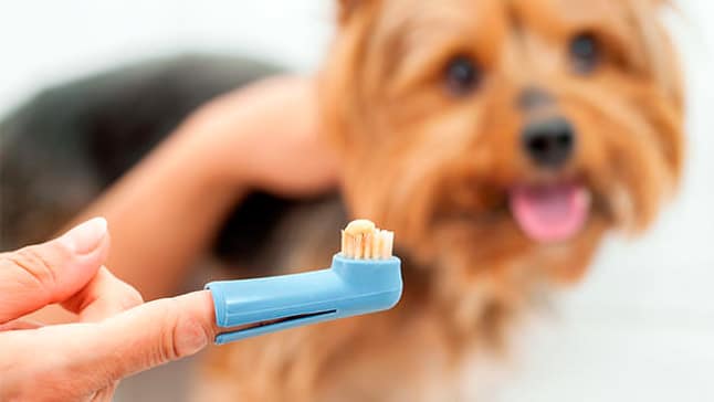 Comment nettoyer les dents d'un chien? Nous t'enseignons!