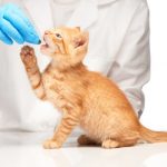 Nématodes chez le chat: comment les prévenir?