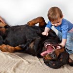 Les rottweilers se comportent-ils bien avec les enfants?