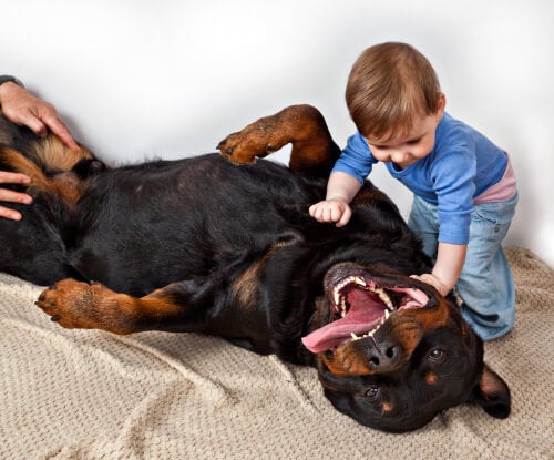 Les rottweilers se comportent-ils bien avec les enfants?