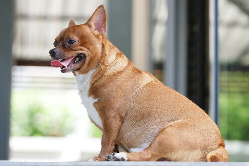 Le curcuma peut-il aider à prévenir l'obésité canine?