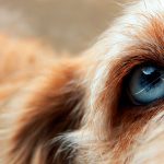 Qu'est-ce que l'atrophie rétinienne progressive chez le chien? Symptômes et types