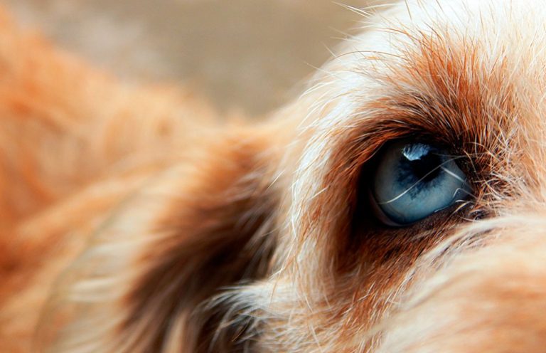 Qu'est-ce que l'atrophie rétinienne progressive chez le chien? Symptômes et types