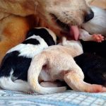 Mammite chez les chiennes allaitantes ou pseudo-gravides - Symptômes et traitement