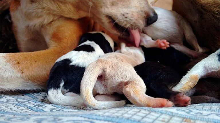 Mammite chez les chiennes allaitantes ou pseudo-gravides – Symptômes et traitement
