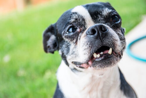 Pourquoi un chien adulte perd-il ses dents?