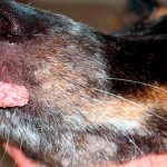 Les verrues chez les chiens Pourquoi sortent-elles et comment les enlever?