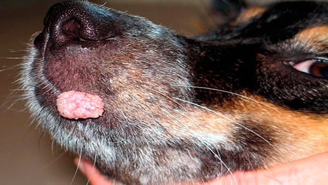 Les verrues chez les chiens Pourquoi sortent-elles et comment les enlever?