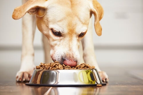 Teneur en eau des aliments pour chiens: qu'est-ce que cela signifie?