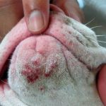 Acné canin - Causes et traitement
