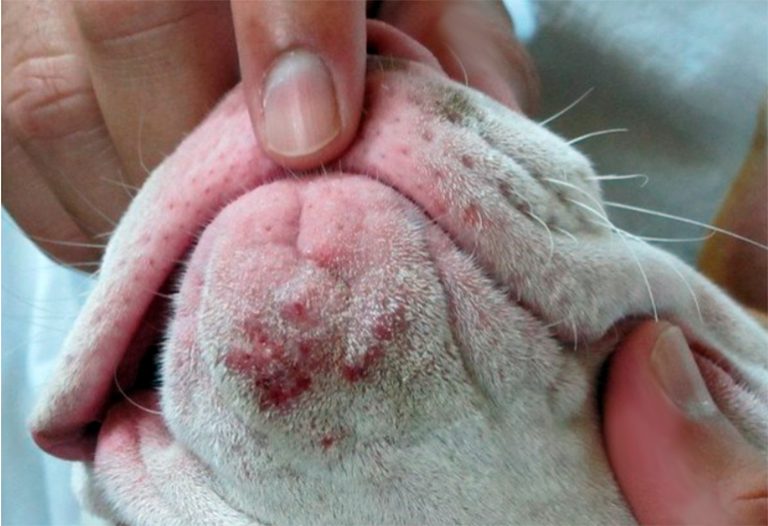 Acné canin – Causes et traitement