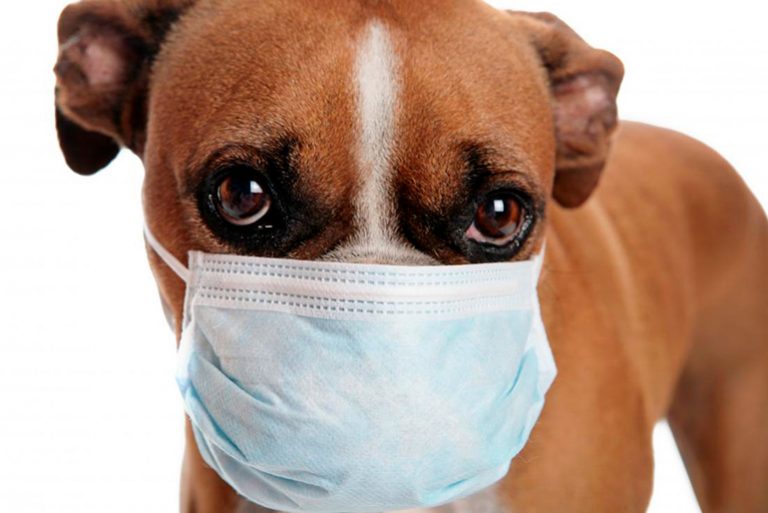 Principales allergies chez le chien, causes et traitement