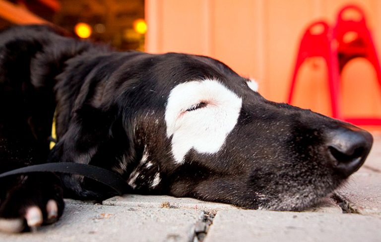 Qu'est-ce que le vitiligo et comment affecte-t-il les chiens?