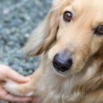 Tremblements chez les chiens: pourquoi sont-ils?