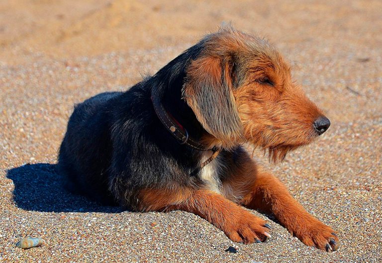Qu'est-ce que la bartonellose canine? Symptômes, contagion et traitement