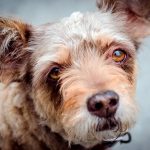 Épilepsie chez le chien - Symptômes, traitement et action