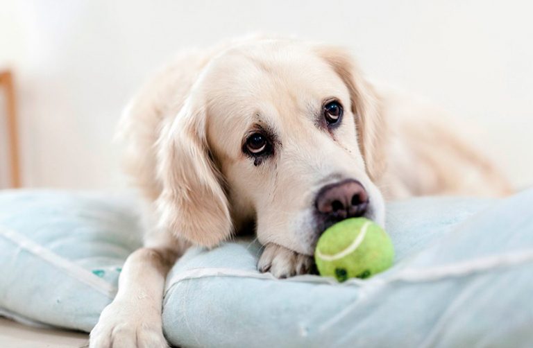 Comment éviter lu0027obsession de la balle chez mon chien?  Nos amis 