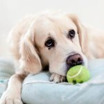 Comment éviter l'obsession de la balle chez mon chien?