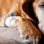 Comment stériliser un chien? Techniques et avantages