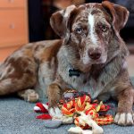 Symptômes et dangers d'une occlusion intestinale chez le chien