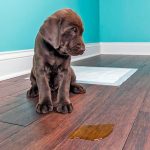Comment éliminer l'odeur d'urine de chien - Remèdes à la maison