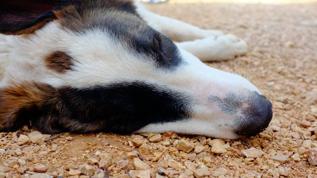 Comment savoir si un chien souffre d'un coup de chaleur? Symptômes et séquelles