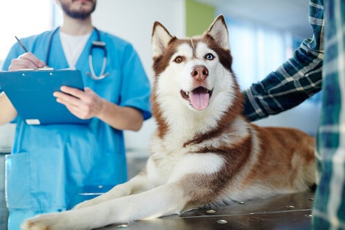 Le psoriasis chez les chiens: que faire?