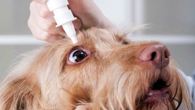 9 Affections oculaires courantes chez le chien – Symptômes et causes